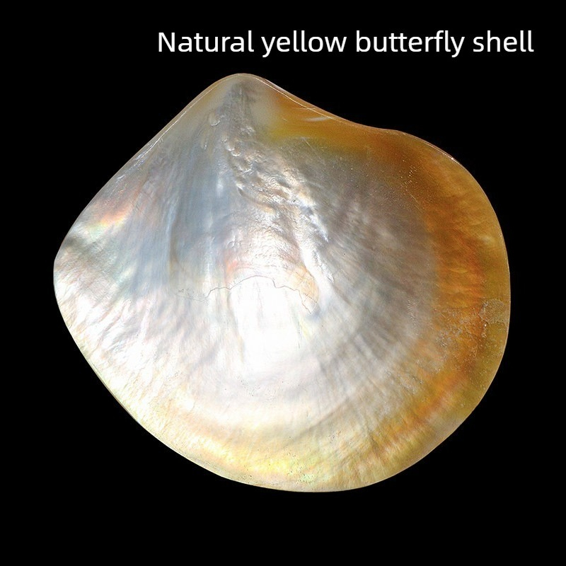 مجموعة أصداف الفراشة الصفراء ا - مراجعة Aquarium Fish Yellow وسعره