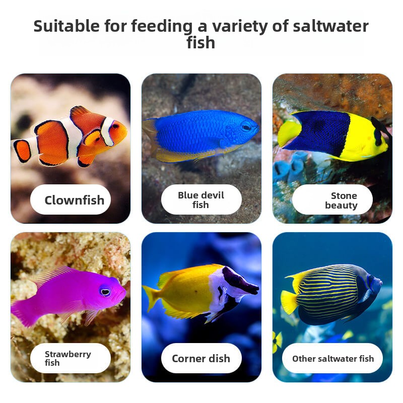 ديرا كلوونفيش وطعام تانغ |   غ - مراجعة All Fish In Aquarium وسعره