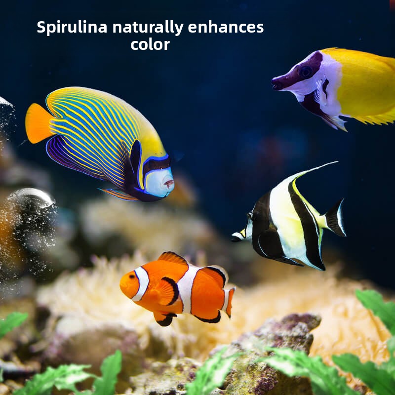 ديرا كلوونفيش وطعام تانغ |   غ - مراجعة All Fish In Aquarium وسعره
