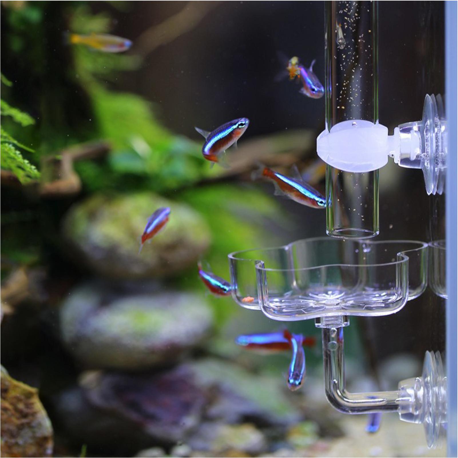 طبق تغذية للأسماك على شكل زهرة - مراجعة Tetra Fish In Aquarium وسعره