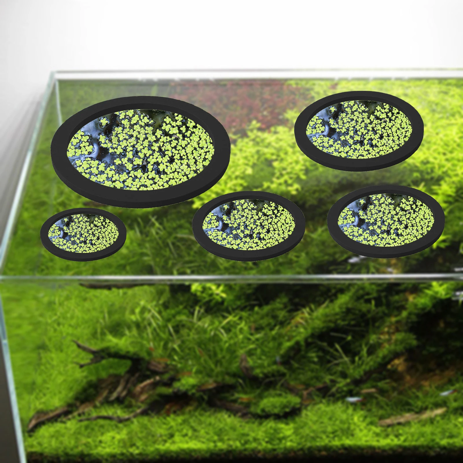 5 قطعة إيفا الأسماك تغذية حلقة - مراجعة Aquarium Fish Photography وسعره