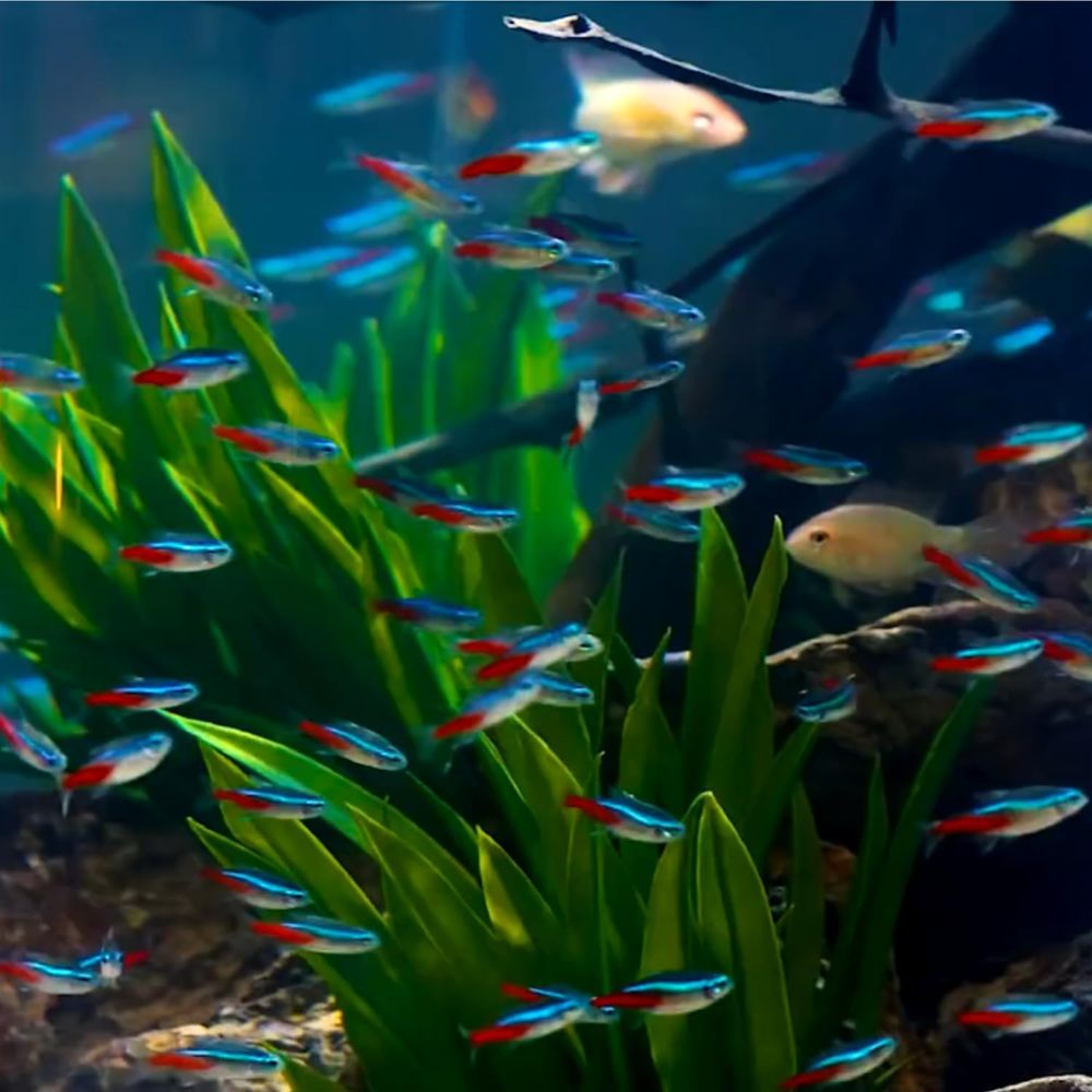 سمك تيترا نيون للمياه العذبة ( - مراجعة Tetra Fish In Aquarium وسعره