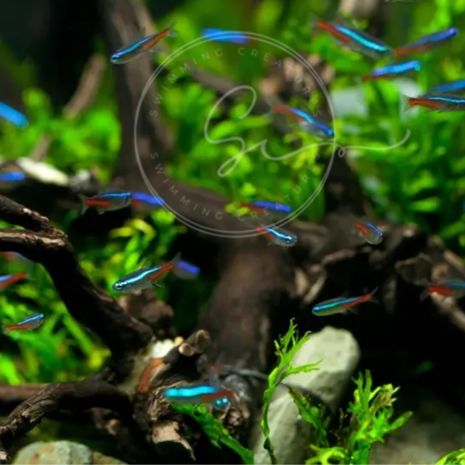 سمكة نيون تيترا باراشيرودون إن - مراجعة Tetra Fish In Aquarium وسعره